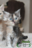 Photo №1. maine coon - for sale in the city of St. Petersburg | 42264$ | Announcement № 42988