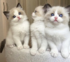 Photo №1. ragdoll - for sale in the city of New York | 250$ | Announcement № 104313