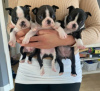 Photo №1. boston terrier - for sale in the city of Москва | negotiated | Announcement № 117637