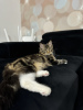 Photo №4. I will sell maine coon in the city of Вознесенск. from nursery - price - 1585$