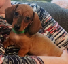 Photo №1. dachshund - for sale in the city of Šeduva | 370$ | Announcement № 75518