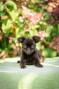 Photo №1. belgian griffon - for sale in the city of Москва | 1500$ | Announcement № 72874