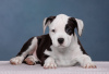 Additional photos: Wonderful Amstaff puppies are waiting for their owners, 