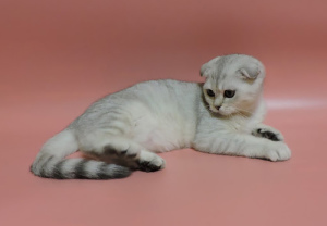 Photo №3. Scottish kittens. Girl scottish fold silver color.. Ukraine