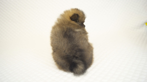 Photo №4. I will sell german spitz in the city of Eagle. breeder - price - 665$