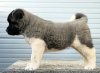 Photo №2 to announcement № 123002 for the sale of american akita - buy in Serbia 