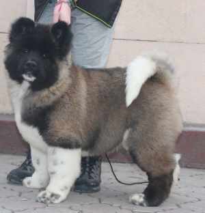 Photo №4. I will sell american akita in the city of Bishkek. from nursery, breeder - price - 500$