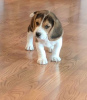 Photo №1. beagle - for sale in the city of Dusseldorf | Is free | Announcement № 123640