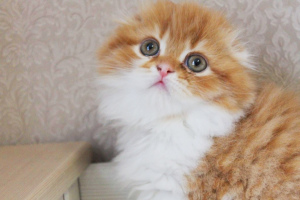 Photo №3. Scottish kittens. Ukraine