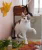 Additional photos: Kitten Dashka is an affectionate, cheerful child looking for a home!