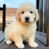 Photo №1. golden retriever - for sale in the city of Los Angeles | 700$ | Announcement № 127691