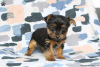 Photo №4. I will sell yorkshire terrier in the city of Essen.  - price - negotiated