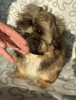 Photo №1. shih tzu - for sale in the city of Ozorków | 303$ | Announcement № 35915