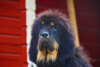 Photo №4. I will sell tibetan mastiff in the city of Zhodino. private announcement - price - 387$