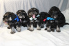 Photo №2 to announcement № 56036 for the sale of schnauzer - buy in Russian Federation breeder