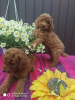 Additional photos: Toy poodle puppies (Red brown). We sell mini toy poodle puppies.
