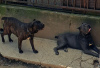 Additional photos: Cane Corso puppies