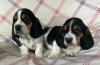 Photo №1. basset hound - for sale in the city of Warsaw | 317$ | Announcement № 57375