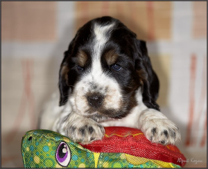 Photo №4. I will sell english cocker spaniel in the city of St. Petersburg. from nursery - price - 485$
