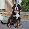 Photo №4. I will sell bernese mountain dog in the city of Trieste. breeder - price - 1352$