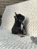 Photo №2 to announcement № 7669 for the sale of french bulldog - buy in Ukraine private announcement