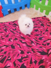 Photo №1. pomeranian - for sale in the city of Tbilisi | negotiated | Announcement № 122701