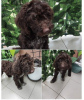 Additional photos: Lagotto Romagnolo puppies for sale