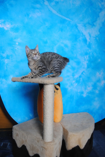 Additional photos: Kuril bobtail kitten