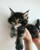 Photo №3. Main-coon kittens for sale. Moldova