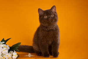 Photo №4. I will sell british shorthair in the city of St. Petersburg. from nursery - price - negotiated