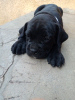 Photo №2 to announcement № 56193 for the sale of cane corso - buy in Moldova breeder