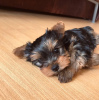 Photo №4. I will sell yorkshire terrier in the city of Kiev. private announcement - price - 365$