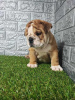 Photo №3. English bulldog. Serbia