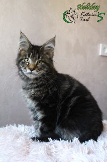 Photo №4. I will sell maine coon in the city of St. Petersburg. from nursery, breeder - price - 541$