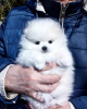 Photo №1. pomeranian - for sale in the city of Munich | 380$ | Announcement № 122728