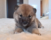 Additional photos: Black and red Shiba puppies