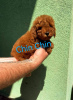 Photo №4. I will sell poodle (toy) in the city of Zrenjanin. breeder - price - negotiated