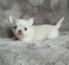 Photo №1. chihuahua - for sale in the city of Helsinki | negotiated | Announcement № 123564