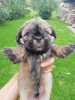 Additional photos: Decorative breed Shorkie in search of a new home.