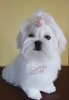 Photo №1. maltese dog - for sale in the city of Kiev | 1500$ | Announcement № 54822