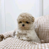 Photo №3. Maltipoo puppies looking for a new home Business WhatsApp 37256062792. Finland