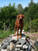 Photo №4. I will sell rhodesian ridgeback in the city of Krakow. private announcement, breeder - price - 2642$