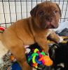 Photo №2 to announcement № 71899 for the sale of dogue de bordeaux - buy in Ireland 