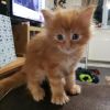 Photo №4. I will sell maine coon in the city of Амстердам. private announcement, from nursery - price - 475$