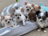 Photo №2 to announcement № 25123 for the sale of chihuahua - buy in Germany 
