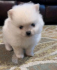 Photo №2 to announcement № 85458 for the sale of pomeranian - buy in Saudi Arabia 