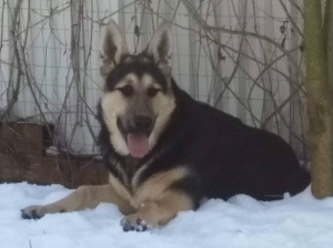 Photo №3. East European Shepherd. Puppies. Russian Federation