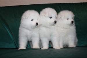Photo №2 to announcement № 6210 for the sale of samoyed dog - buy in Russian Federation private announcement, from nursery, breeder