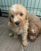 Additional photos: Miniature Goldendoodle Puppies Text 1 (559) 745-5646