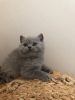 Photo №3. Healthy British short hair kittens available now for sale. United States